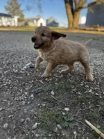 Greenish yellow ribbon , a female Golden Retriever for sale in Ionia, IA – 5 of 7