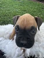 Rover, a male Boxer for sale in Ionia, IA – 2 of 10