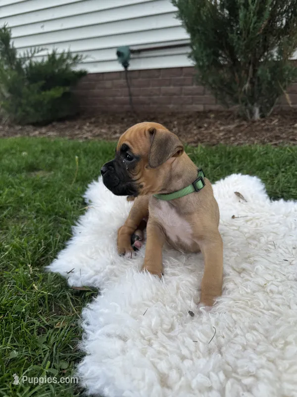 Fudge  – Boxer puppy for sale in Ionia, IA