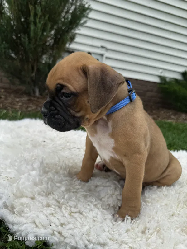 Brownie  – Boxer puppy for sale in Ionia, IA