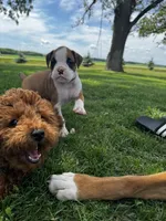 Oreo, a male Boxer for sale in Ionia, IA – 9 of 10