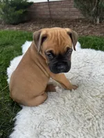 Cookie, a female Boxer for sale in Ionia, IA – 2 of 9