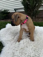 Cookie, a female Boxer for sale in Ionia, IA – 4 of 9