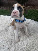Buster, a male Boxer for sale in Ionia, IA – 2 of 8