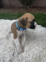 Buster, a male Boxer for sale in Ionia, IA – 8 of 8
