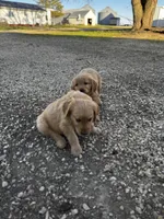 Greenish yellow ribbon , a female Golden Retriever for sale in Ionia, IA – 2 of 7