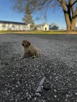 Greenish yellow ribbon , a female Golden Retriever for sale in Ionia, IA – 3 of 7