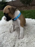 Buster, a male Boxer for sale in Ionia, IA – 4 of 8