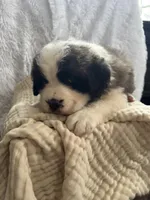 Fluffy , a male Saint Bernard for sale in Ionia, IA – Photo 4 of 9