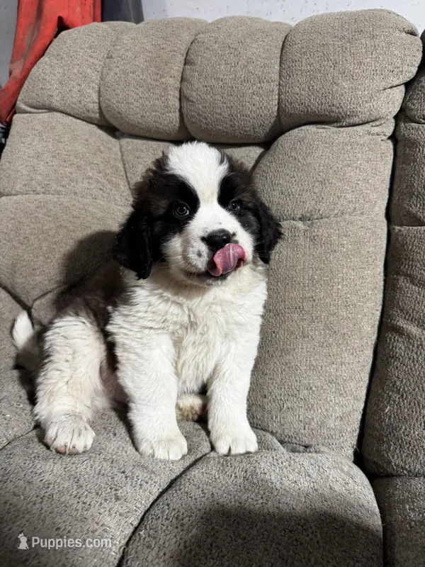 Fluffy  – Saint Bernard puppy for sale in Ionia, IA