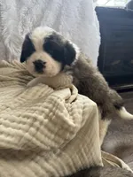 Fluffy , a male Saint Bernard for sale in Ionia, IA – Photo 6 of 9