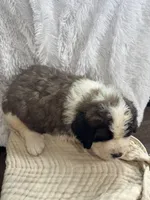 Fluffy , a male Saint Bernard for sale in Ionia, IA – Photo 7 of 9
