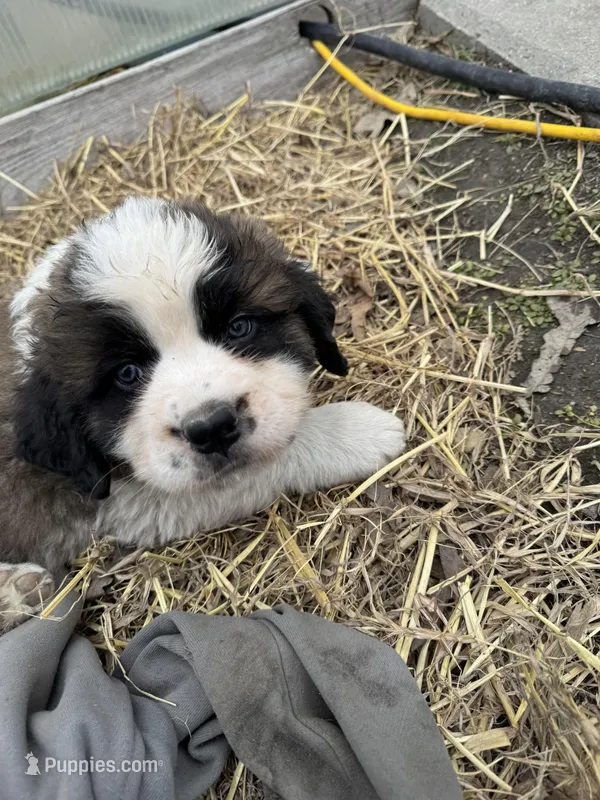 Fluffy  – Saint Bernard puppy for sale in Ionia, IA