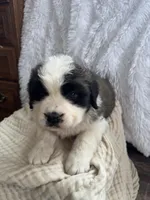 Fluffy , a male Saint Bernard for sale in Ionia, IA – Photo 1 of 9