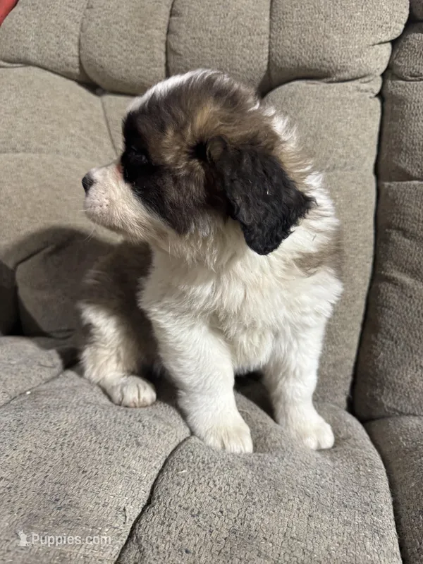 Fluffy  – Saint Bernard puppy for sale in Ionia, IA