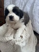 Fluffy , a male Saint Bernard for sale in Ionia, IA – Photo 5 of 9
