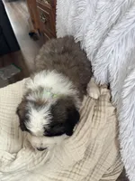Fluffy , a male Saint Bernard for sale in Ionia, IA – Photo 8 of 9