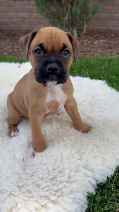 Cookie, a female Boxer for sale in Ionia, IA – 9 of 9