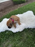 Cookie, a female Boxer for sale in Ionia, IA – 6 of 9