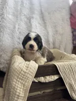 Gracie, a female Saint Bernard for sale in Ionia, IA – Photo 5 of 10