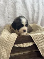 Gracie, a female Saint Bernard for sale in Ionia, IA – Photo 7 of 10