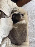 Gracie, a female Saint Bernard for sale in Ionia, IA – Photo 9 of 10