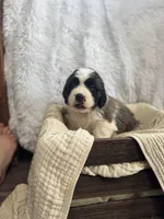 Gracie, a female Saint Bernard for sale in Ionia, IA – Photo 8 of 10