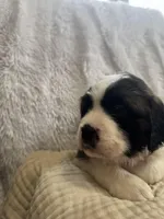 Gracie, a female Saint Bernard for sale in Ionia, IA – Photo 6 of 10