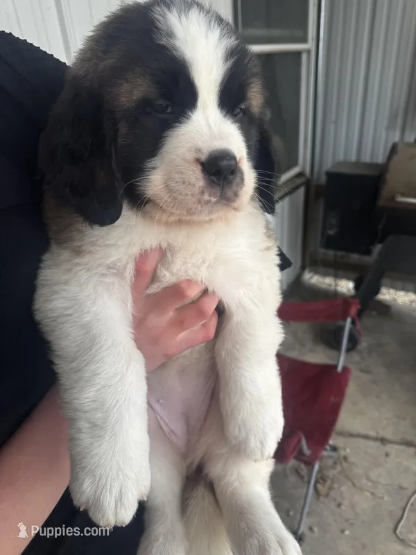 Gracie – Saint Bernard puppy for sale in Ionia, IA