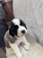 Gracie, a female Saint Bernard for sale in Ionia, IA – Photo 1 of 10