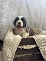 Gracie, a female Saint Bernard for sale in Ionia, IA – Photo 4 of 10