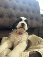 Gracie, a female Saint Bernard for sale in Ionia, IA – Photo 2 of 10