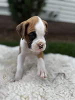 Oreo, a male Boxer for sale in Ionia, IA – 7 of 10