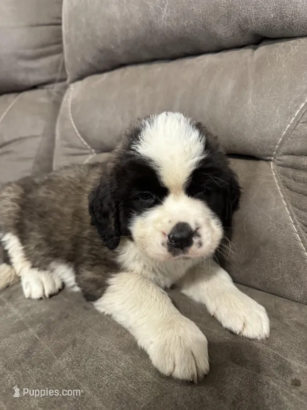 Grizzly  – Saint Bernard puppy for sale in Ionia, IA