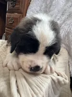 Grizzly , a male Saint Bernard for sale in Ionia, IA – Photo 5 of 7