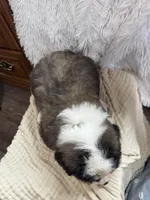 Grizzly , a male Saint Bernard for sale in Ionia, IA – Photo 7 of 7