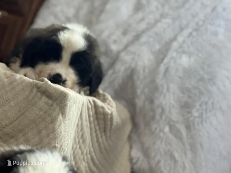 Grizzly  – Saint Bernard puppy for sale in Ionia, IA