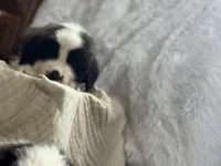 Grizzly , a male Saint Bernard for sale in Ionia, IA – Photo 1 of 7