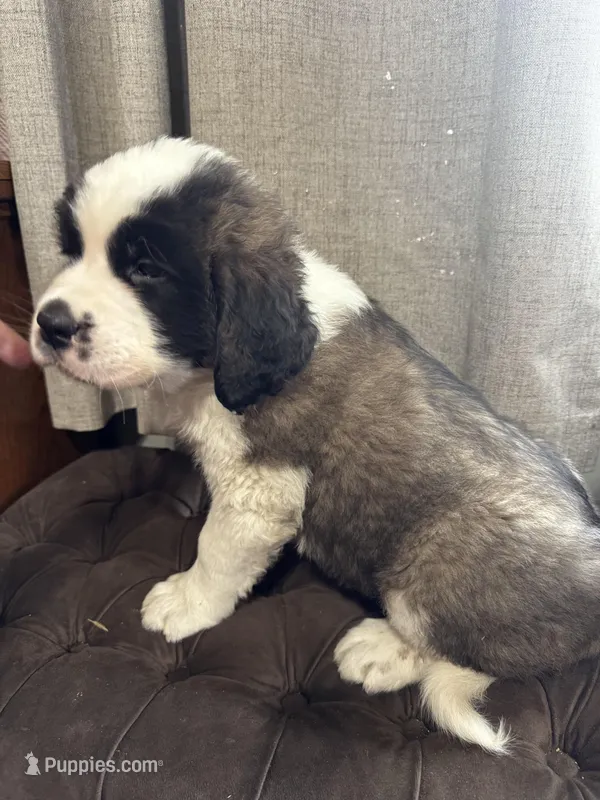 Grizzly  – Saint Bernard puppy for sale in Ionia, IA