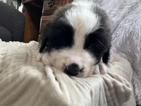 Grizzly , a male Saint Bernard for sale in Ionia, IA – Photo 6 of 7