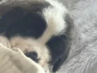 Grizzly , a male Saint Bernard for sale in Ionia, IA – Photo 4 of 7