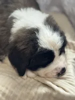 Grizzly , a male Saint Bernard for sale in Ionia, IA – Photo 2 of 7