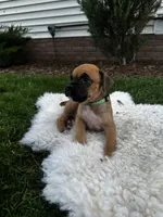 Fudge , a male Boxer for sale in Ionia, IA – 2 of 8