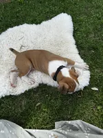 Oreo, a male Boxer for sale in Ionia, IA – 6 of 10