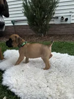 Fudge , a male Boxer for sale in Ionia, IA – 6 of 8