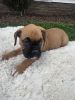 Brownie , a male Boxer for sale in Ionia, IA – 7 of 7
