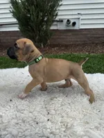 Fudge , a male Boxer for sale in Ionia, IA – 8 of 8