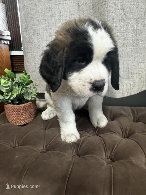 Gizmo  – Saint Bernard puppy for sale in Ionia, IA