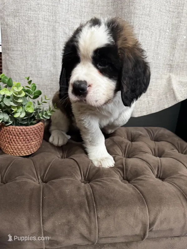 Gizmo  – Saint Bernard puppy for sale in Ionia, IA