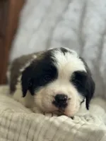 Gizmo , a male Saint Bernard for sale in Ionia, IA – Photo 3 of 10